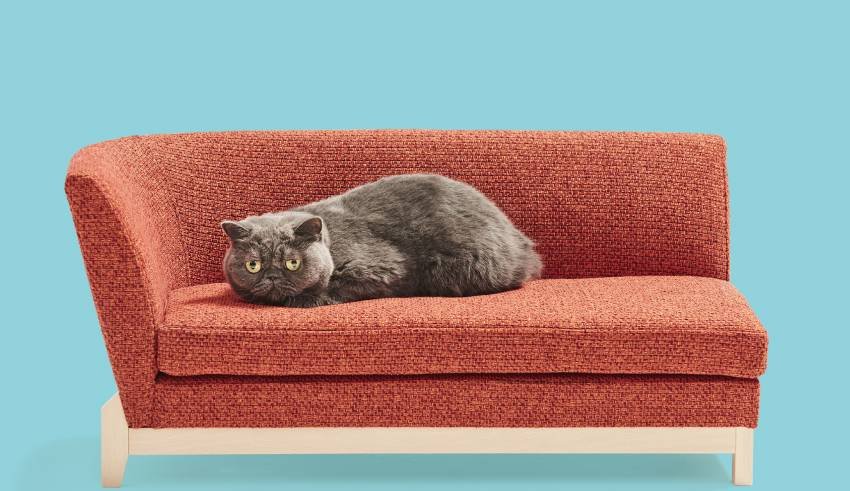 luxury cat sofa